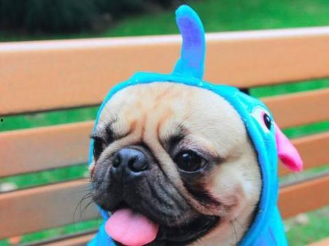 策划巴哥最新爆料新闻,揭秘策划界神秘内幕